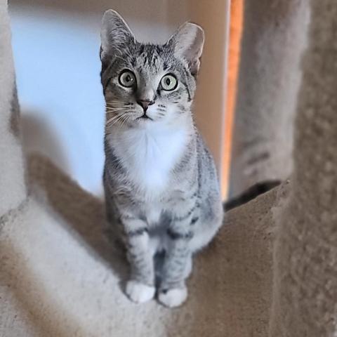 Divya, an adoptable Domestic Short Hair in Port Richey, FL, 34668 | Photo Image 5