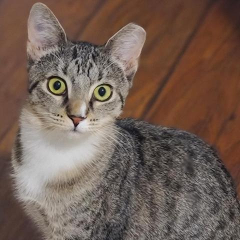 Divya, an adoptable Domestic Short Hair in Port Richey, FL, 34668 | Photo Image 5