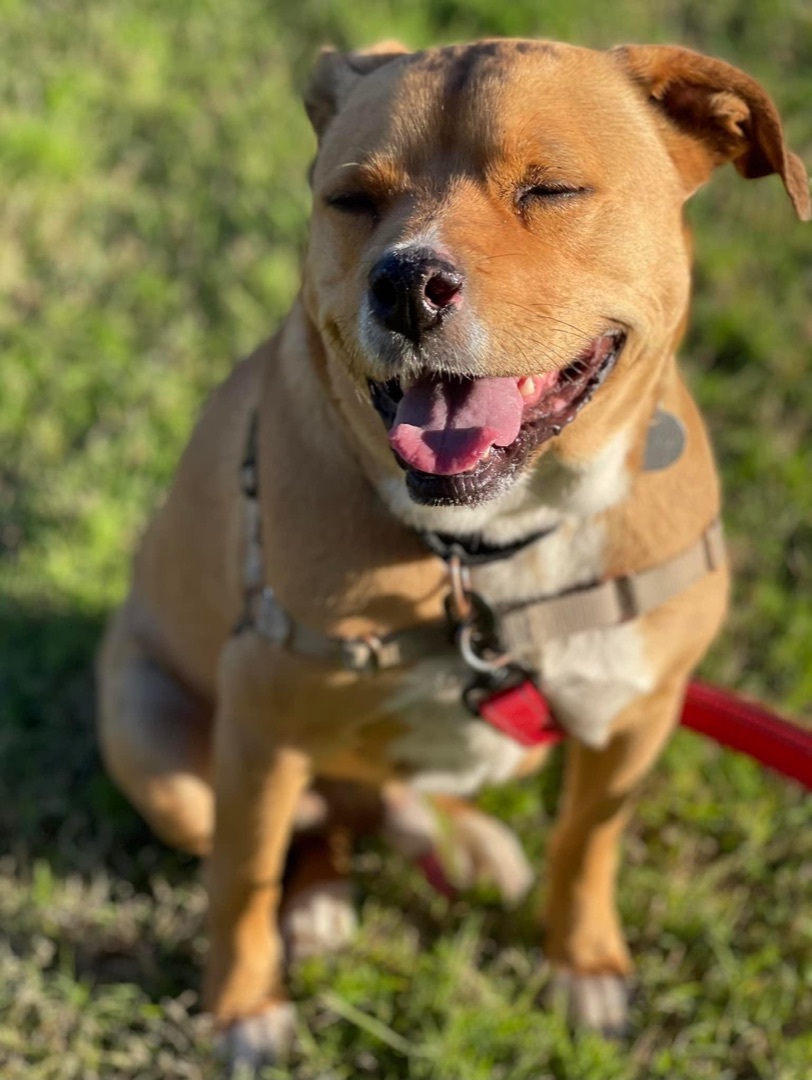 Winston, an adoptable Mixed Breed in Gilbert, AZ, 85295 | Photo Image 4