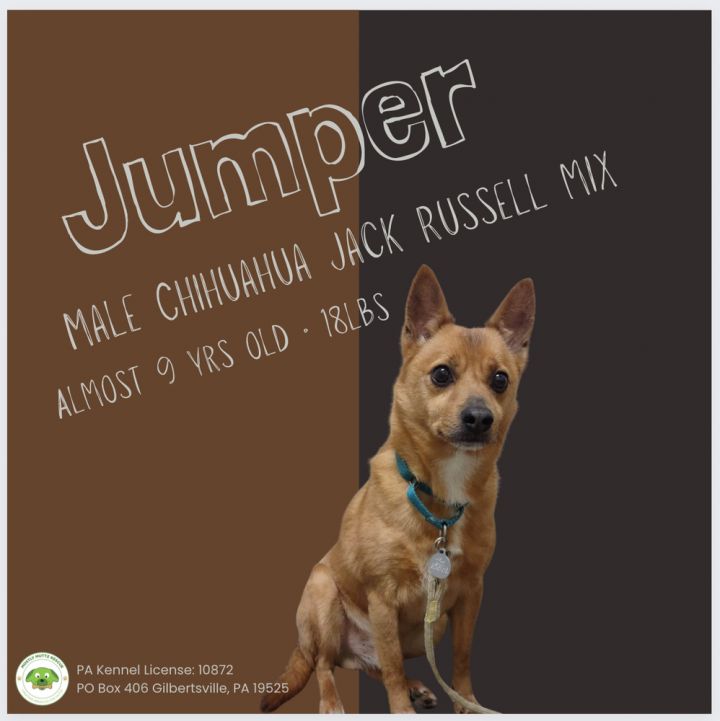 Jack russell outlet jumper