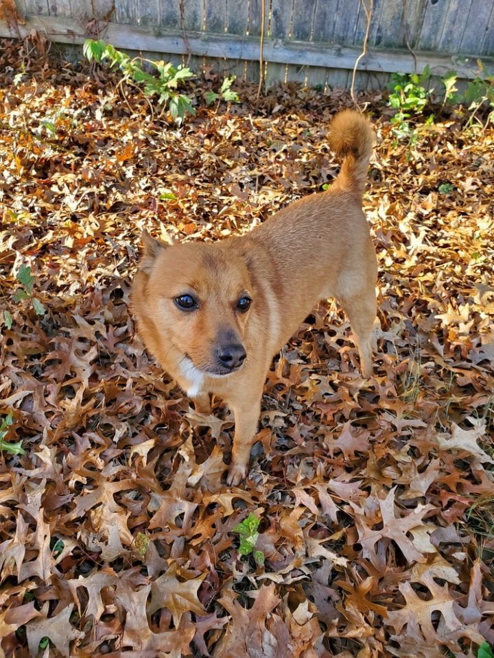 Jack russell best sale shiba inu mix