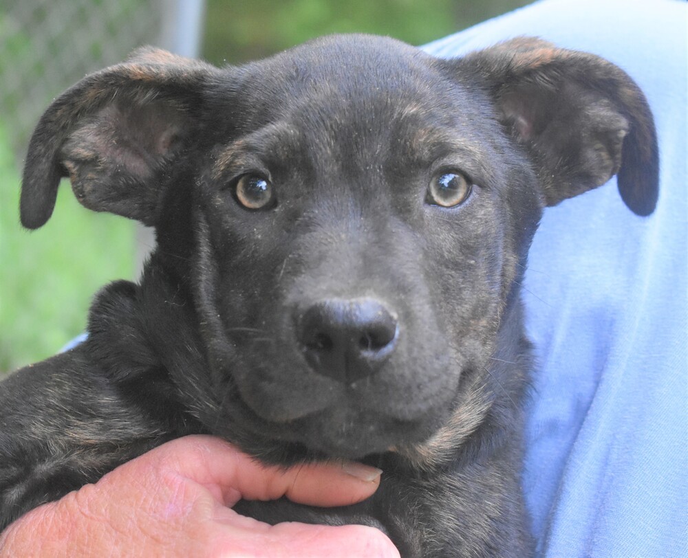 Champagne, an adoptable Mixed Breed in Sharon, VT, 05065 | Photo Image 1