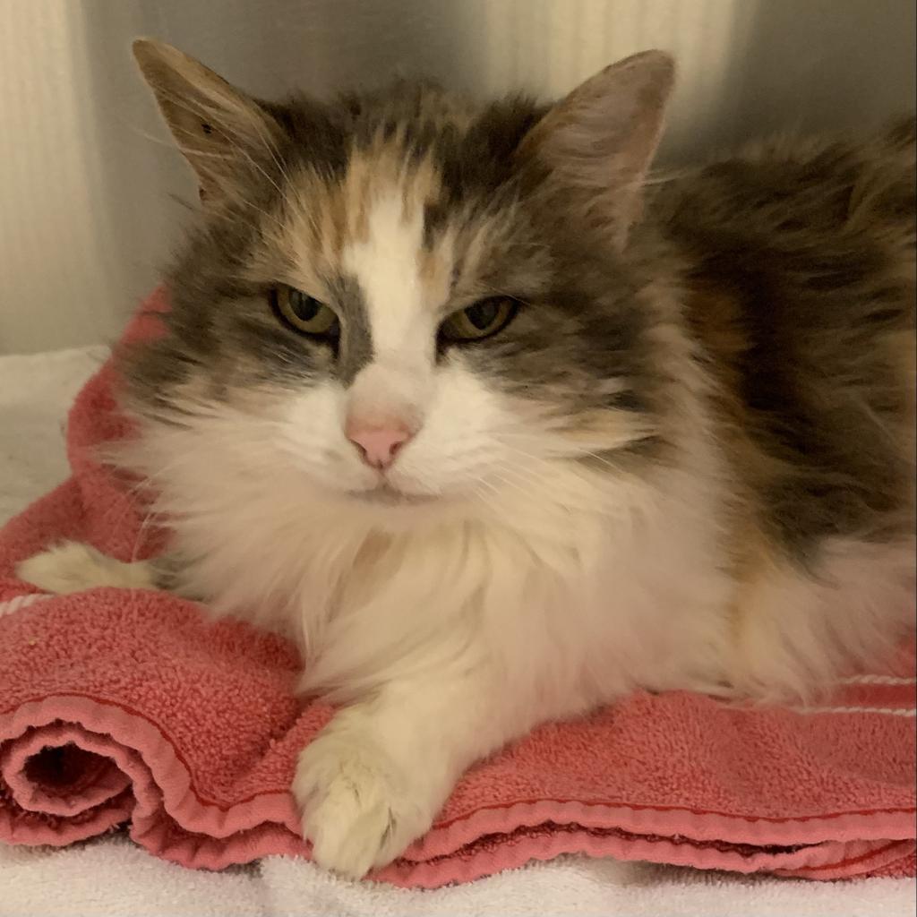 Ginny, an adoptable Calico in Eastsound, WA, 98245 | Photo Image 1