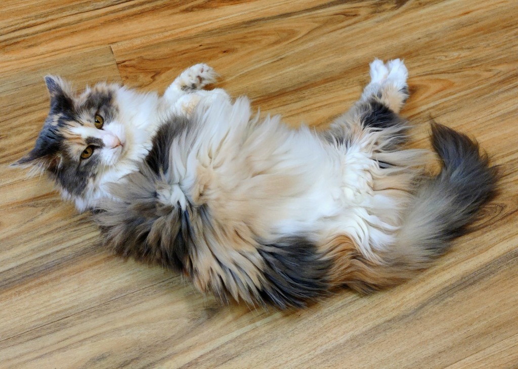 Ginny, an adoptable Calico in Eastsound, WA, 98245 | Photo Image 3