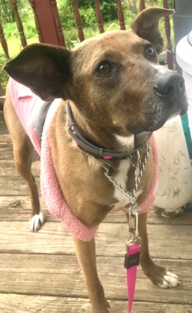 MILLIE, an adoptable Carolina Dog, Anatolian Shepherd in Crossville, TN, 38557 | Photo Image 2