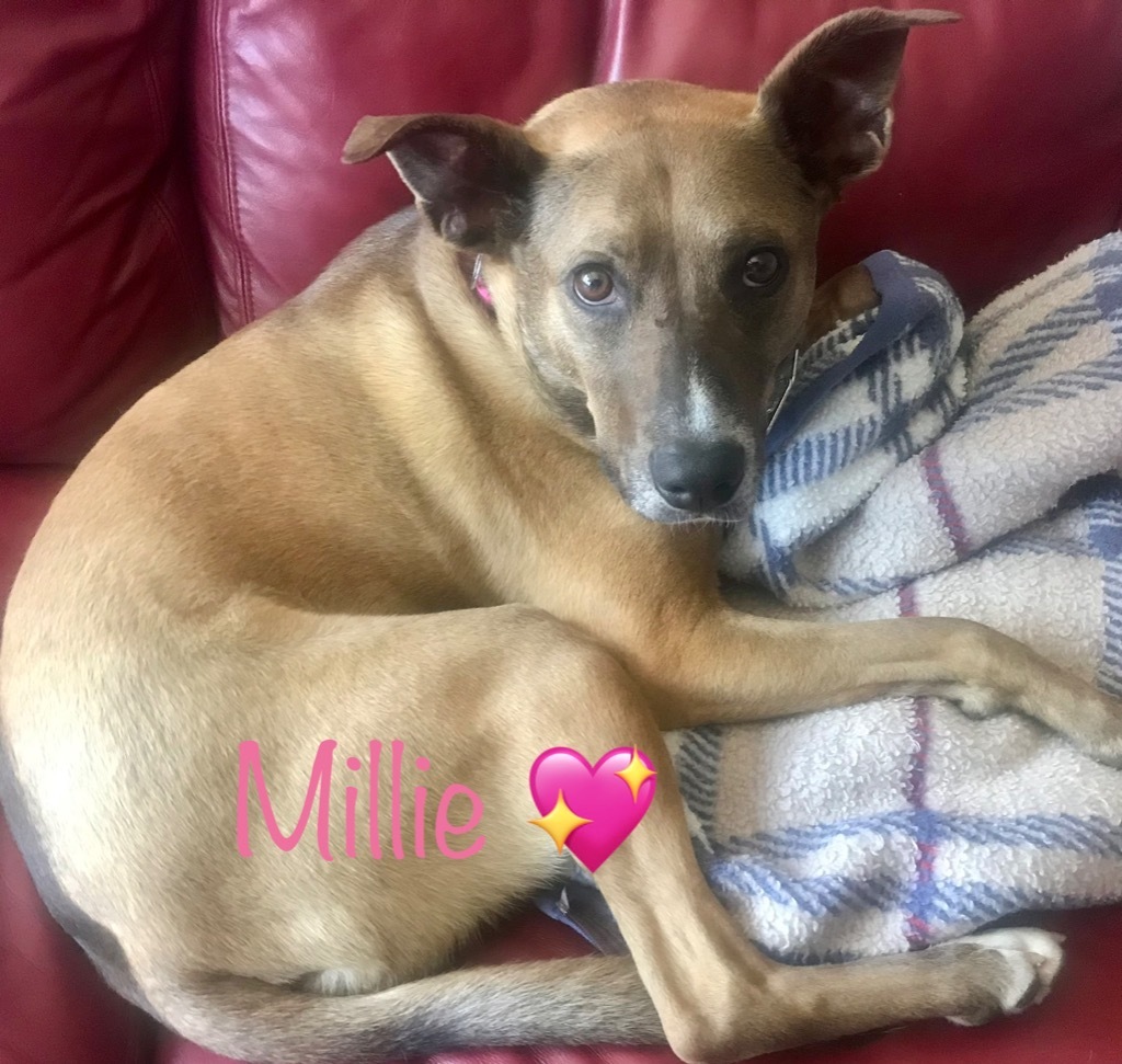 MILLIE, an adoptable Carolina Dog, Anatolian Shepherd in Crossville, TN, 38557 | Photo Image 3