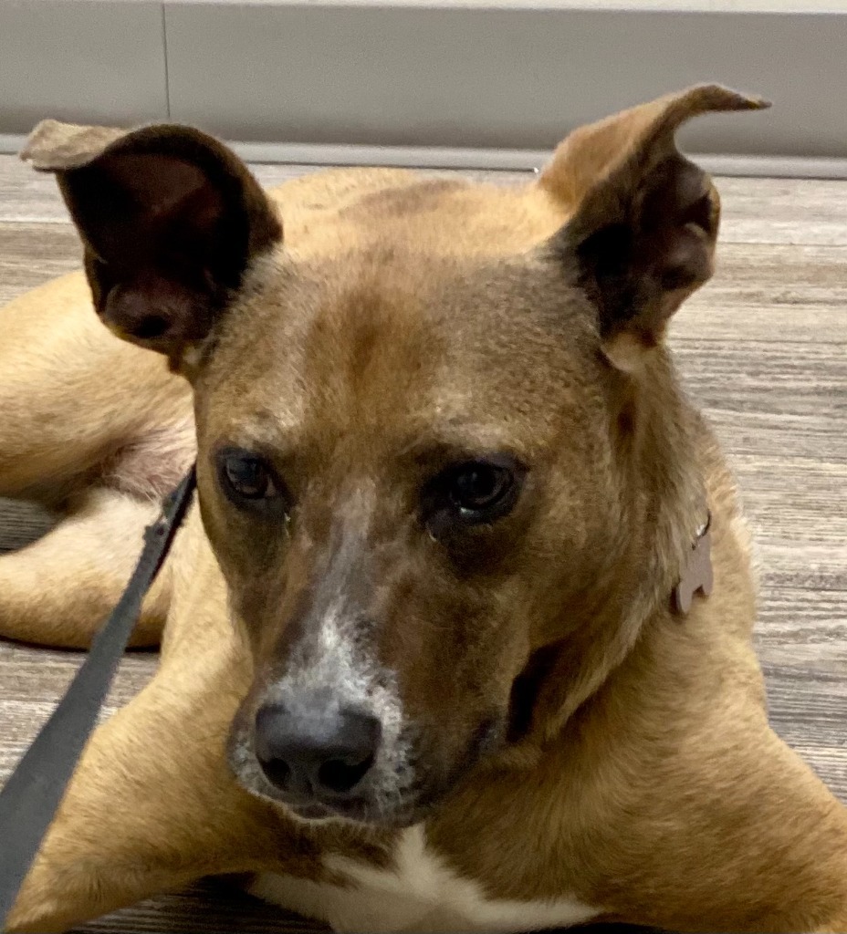 MILLIE, an adoptable Carolina Dog, Anatolian Shepherd in Crossville, TN, 38557 | Photo Image 4
