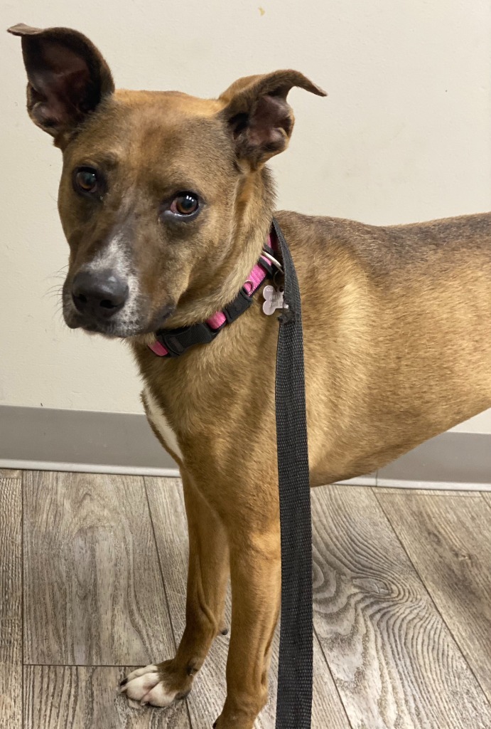 MILLIE, an adoptable Carolina Dog, Anatolian Shepherd in Crossville, TN, 38557 | Photo Image 5