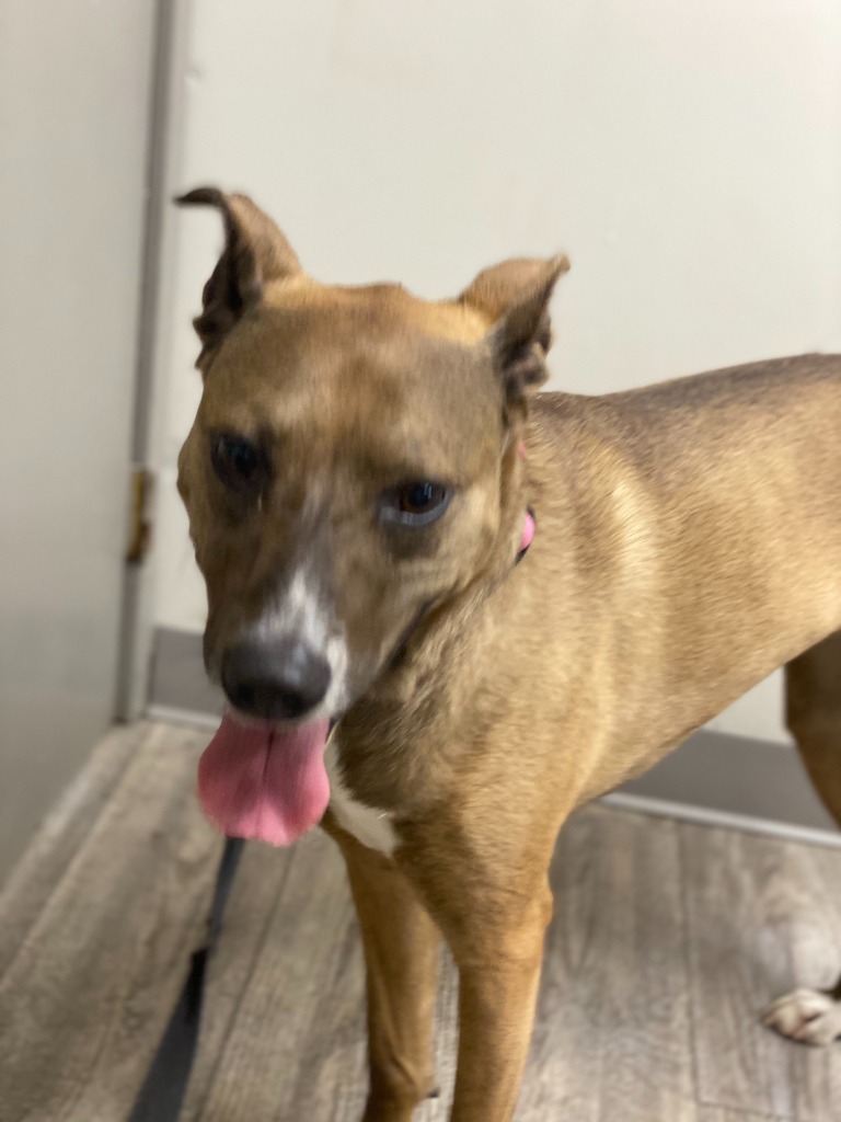 MILLIE, an adoptable Carolina Dog, Anatolian Shepherd in Crossville, TN, 38557 | Photo Image 6