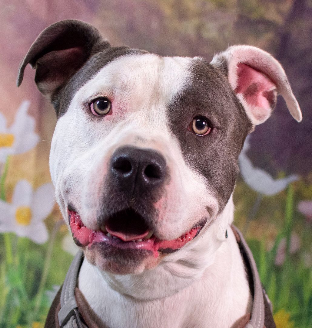 Milo (ID 33998/1141)