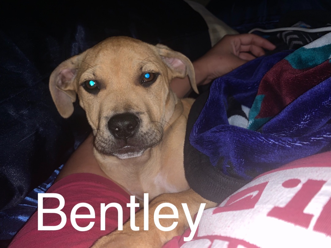 Bentley