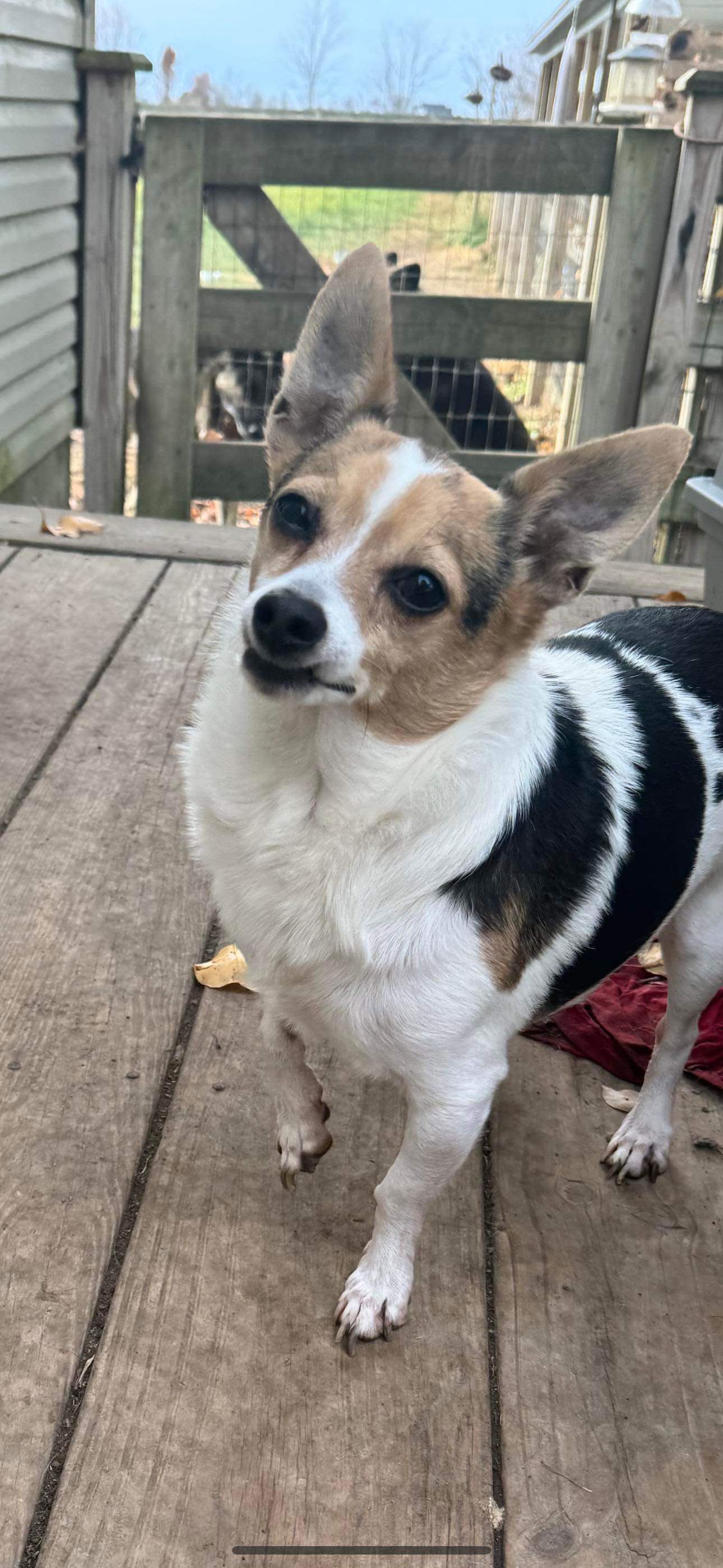 Sampson *FTA*, an adoptable Jack Russell Terrier in Ashville, OH, 43103 | Photo Image 1