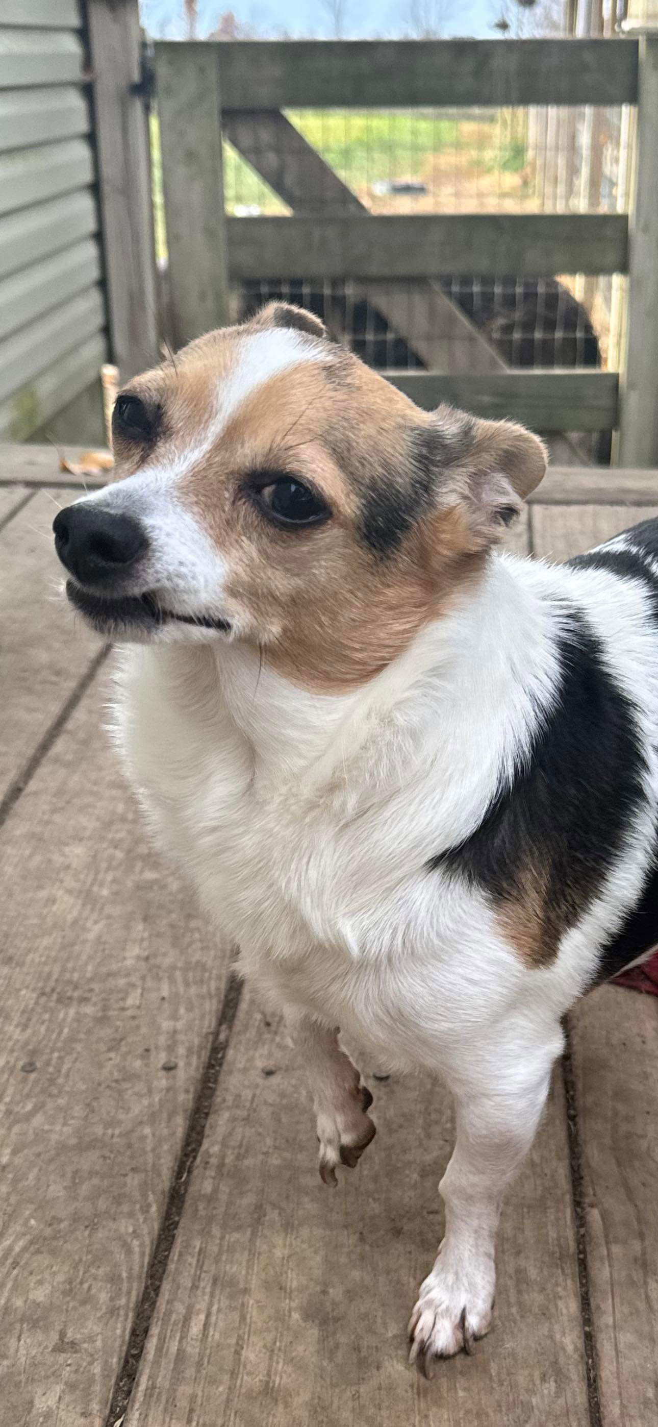 Sampson *FTA*, an adoptable Jack Russell Terrier in Ashville, OH, 43103 | Photo Image 2