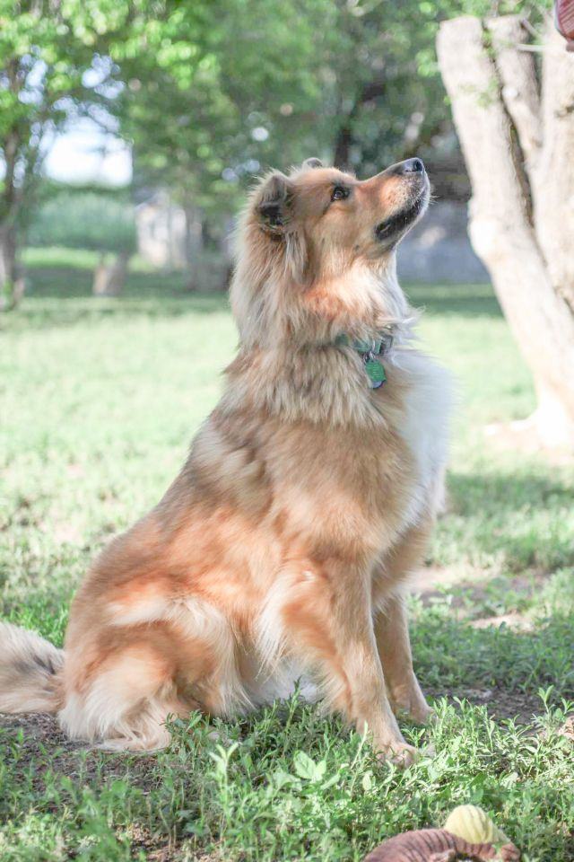 Lobo, an adoptable German Shepherd Dog & Husky Mix in Fort Morgan, CO_image-2
