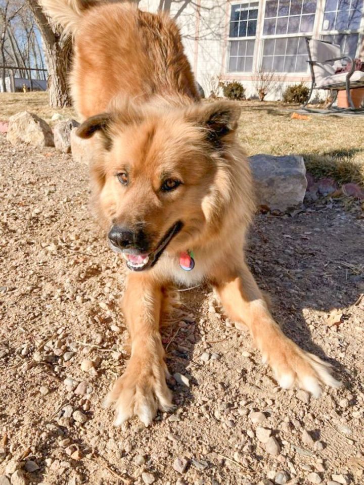 Lobo, an adoptable German Shepherd Dog & Husky Mix in Fort Morgan, CO_image-3