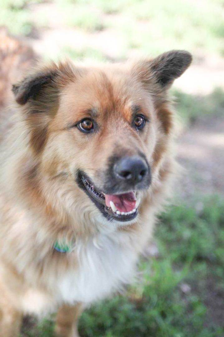 Lobo, an adoptable German Shepherd Dog & Husky Mix in Fort Morgan, CO_image-4