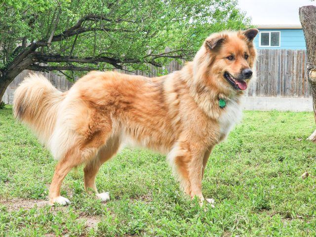Lobo, an adoptable German Shepherd Dog & Husky Mix in Fort Morgan, CO_image-5