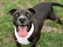 KRISSY's profile on Petfinder.com