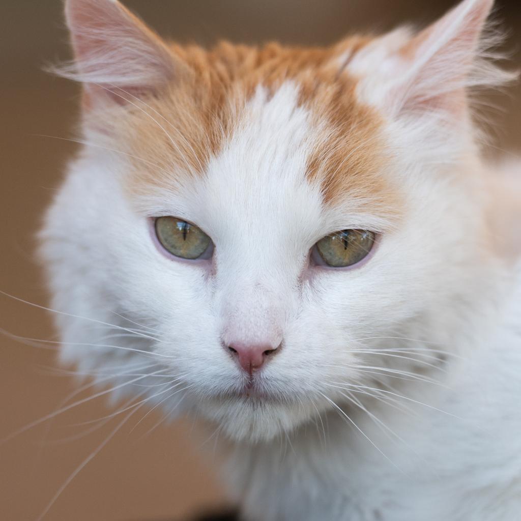 Smith, an adoptable Domestic Medium Hair in Kanab, UT, 84741 | Photo Image 1