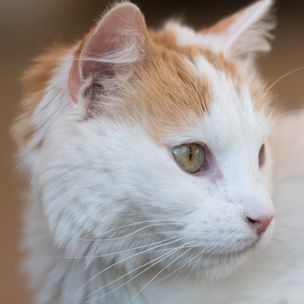 Smith, an adoptable Domestic Medium Hair in Kanab, UT, 84741 | Photo Image 4