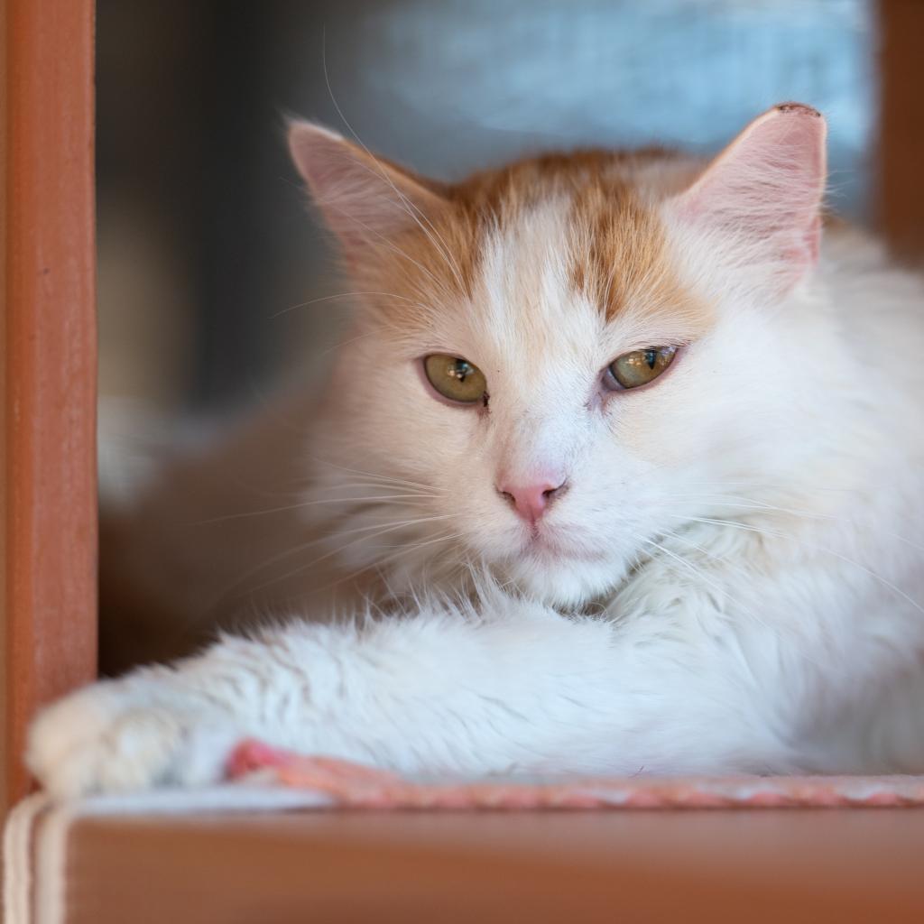 Smith, an adoptable Domestic Medium Hair in Kanab, UT, 84741 | Photo Image 5