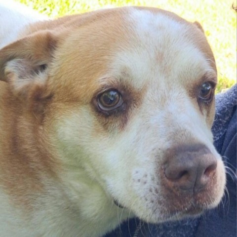 Beignet, an adoptable Chow Chow in Tylertown, MS, 39667 | Photo Image 1