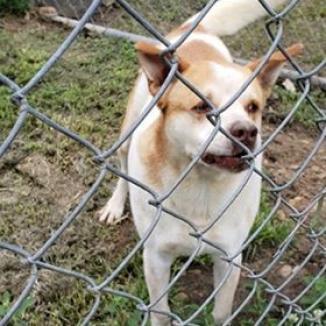 Beignet, an adoptable Chow Chow in Tylertown, MS, 39667 | Photo Image 2