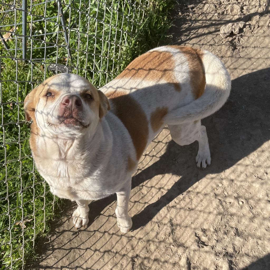 Beignet, an adoptable Chow Chow in Tylertown, MS, 39667 | Photo Image 3