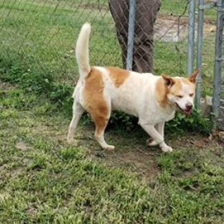 Beignet, an adoptable Chow Chow in Tylertown, MS, 39667 | Photo Image 3