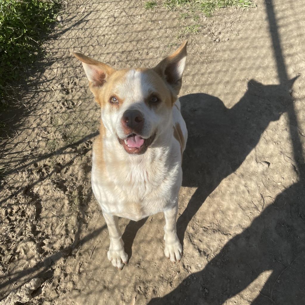 Beignet, an adoptable Chow Chow in Tylertown, MS, 39667 | Photo Image 4