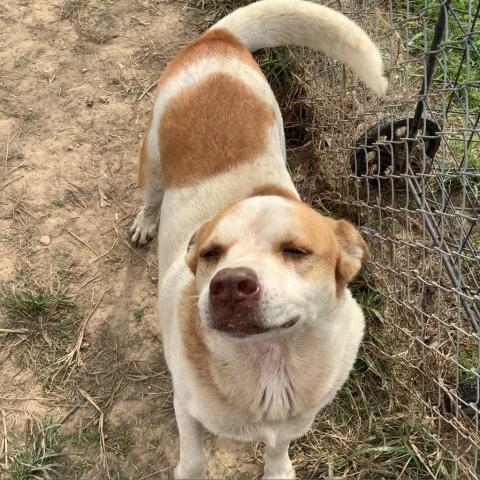 Beignet, an adoptable Chow Chow in Tylertown, MS, 39667 | Photo Image 6