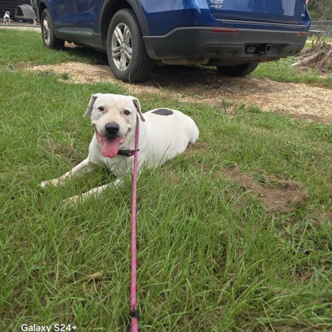 Curly White, an adoptable American Staffordshire Terrier in Tylertown, MS, 39667 | Photo Image 1