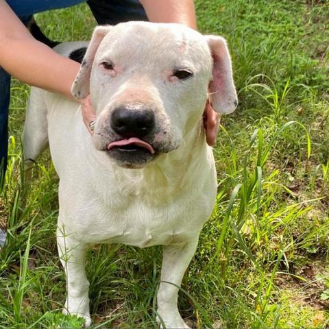 Curly White, an adoptable American Staffordshire Terrier in Tylertown, MS, 39667 | Photo Image 2