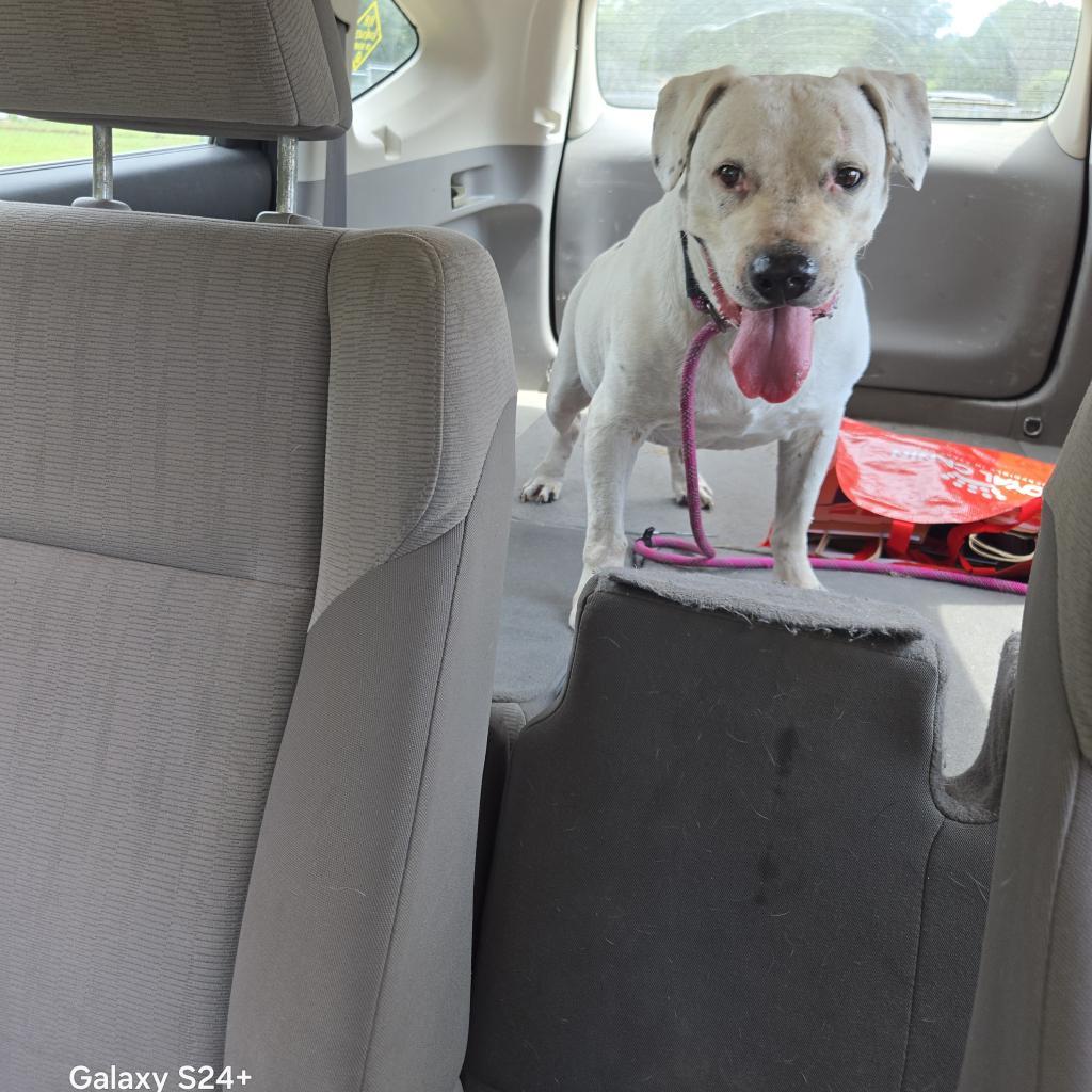 Curly White, an adoptable American Staffordshire Terrier in Tylertown, MS, 39667 | Photo Image 2