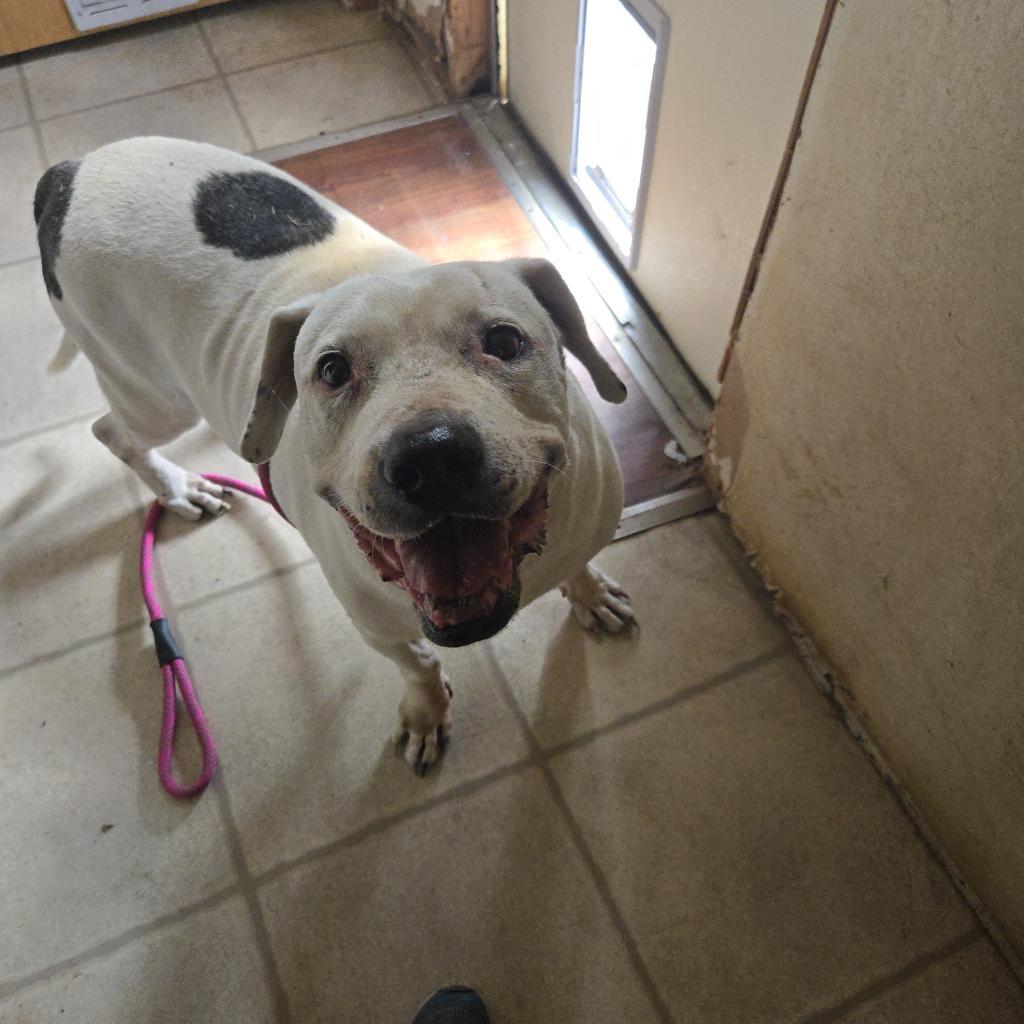 Curly White, an adoptable American Staffordshire Terrier in Tylertown, MS, 39667 | Photo Image 3