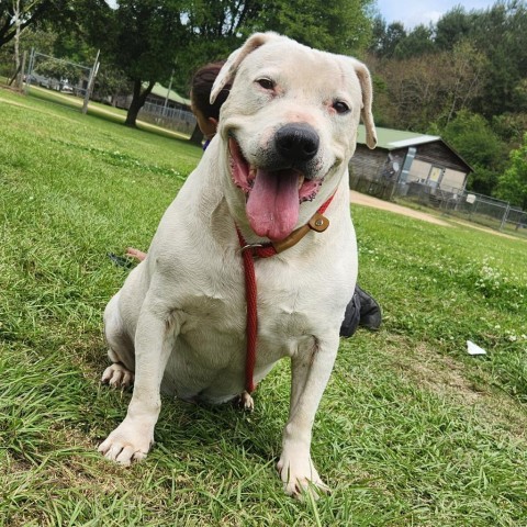 Curly White, an adoptable American Staffordshire Terrier in Tylertown, MS, 39667 | Photo Image 3