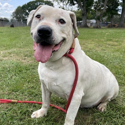 Curly White, an adoptable American Staffordshire Terrier in Tylertown, MS, 39667 | Photo Image 4