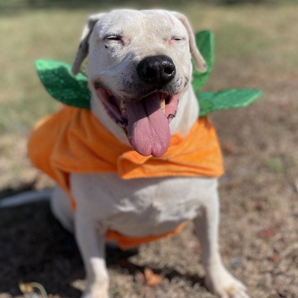 Curly White, an adoptable American Staffordshire Terrier in Tylertown, MS, 39667 | Photo Image 4