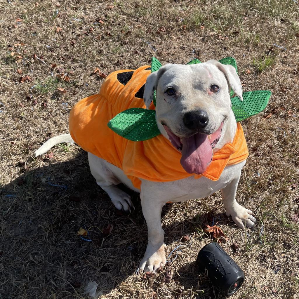 Curly White, an adoptable American Staffordshire Terrier in Tylertown, MS, 39667 | Photo Image 5