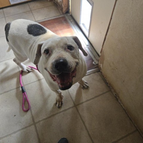 Curly White, an adoptable American Staffordshire Terrier in Tylertown, MS, 39667 | Photo Image 6