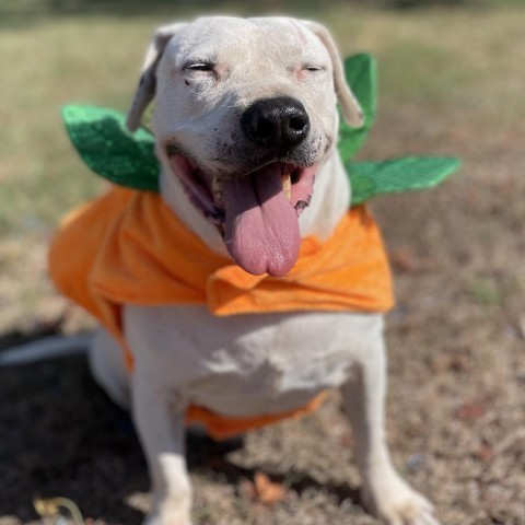 Curly White, an adoptable American Staffordshire Terrier in Tylertown, MS, 39667 | Photo Image 6