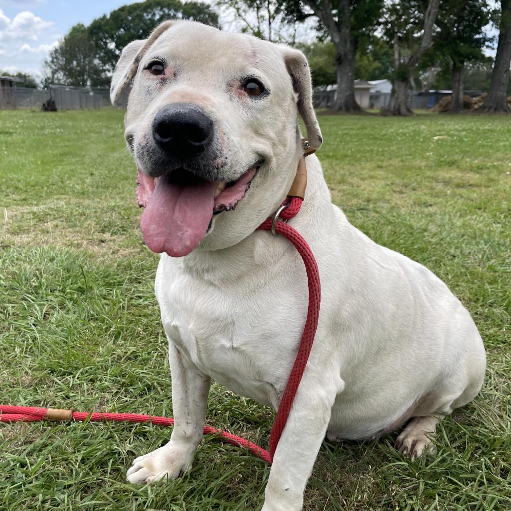 Curly White, an adoptable American Staffordshire Terrier in Tylertown, MS, 39667 | Photo Image 6