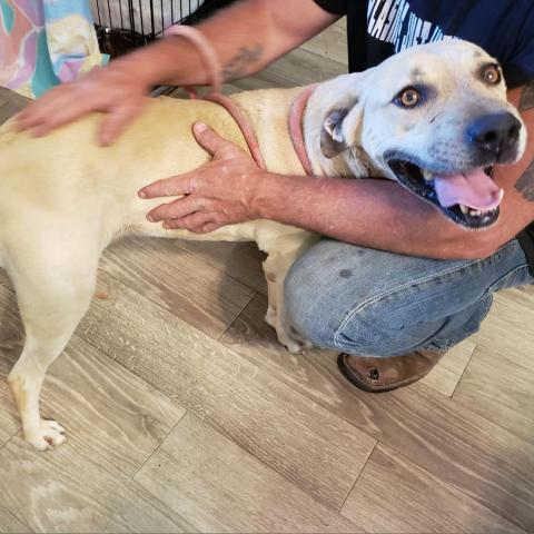 Tipsey, an adoptable Shepherd, Labrador Retriever in Tylertown, MS, 39667 | Photo Image 2