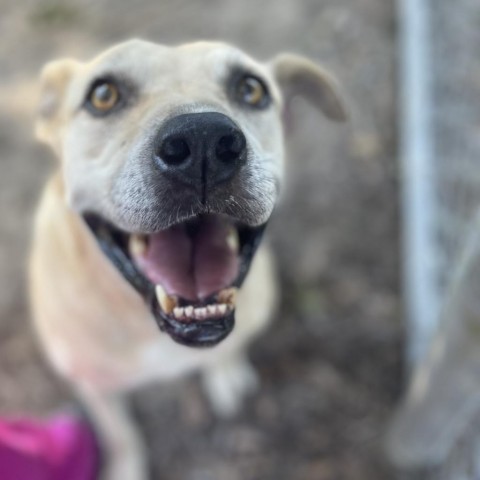 Tipsey, an adoptable Shepherd, Labrador Retriever in Tylertown, MS, 39667 | Photo Image 3