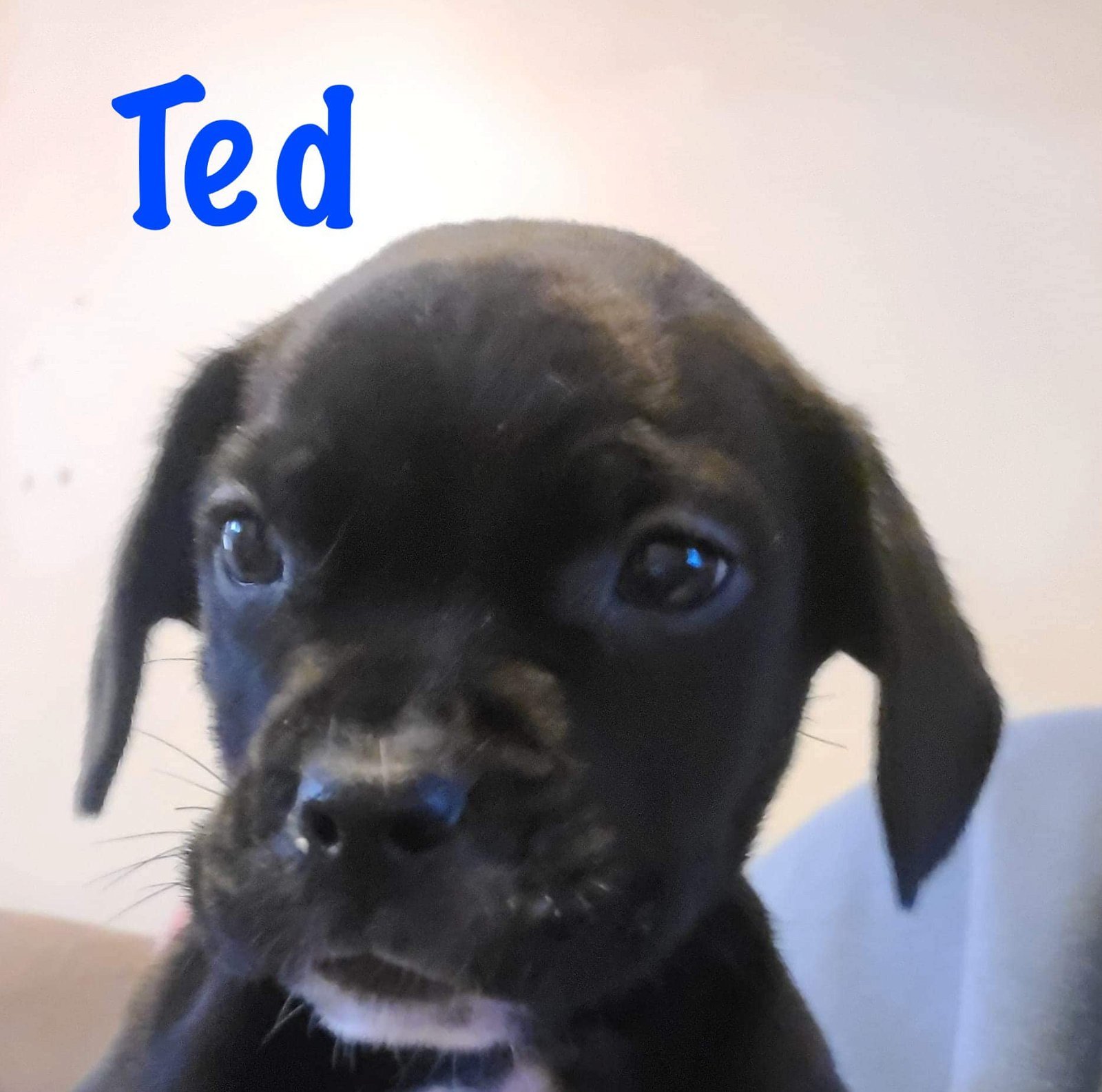 Ted