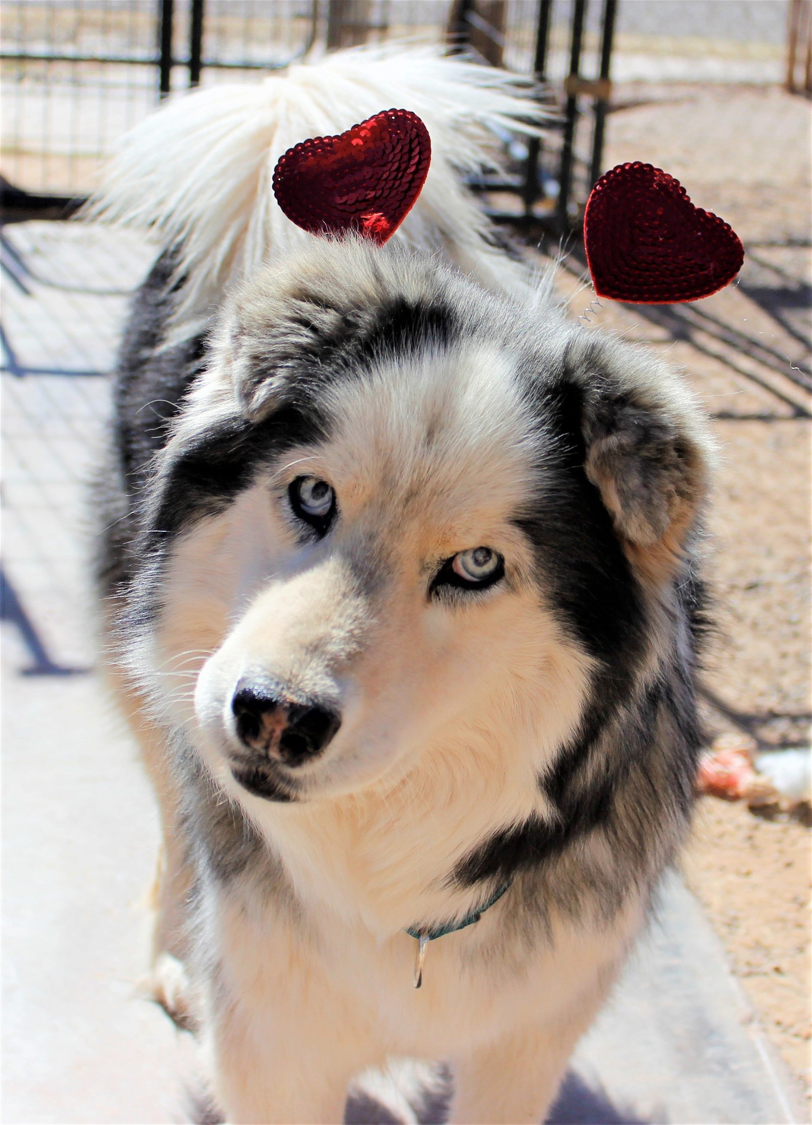 Dakota, an adoptable Siberian Husky in Cedar Crest, NM, 87008 | Photo Image 1