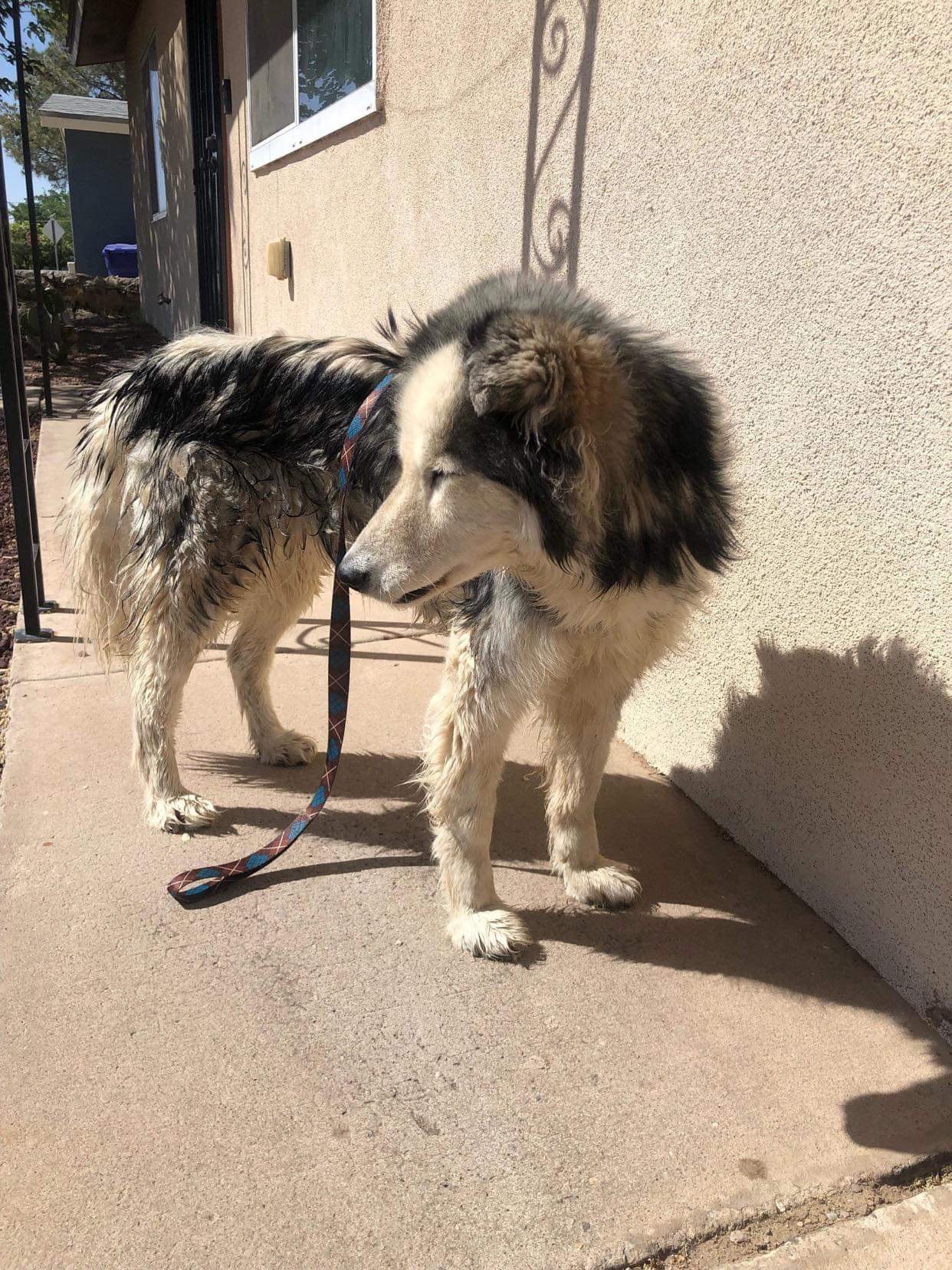 Dakota, an adoptable Siberian Husky in Cedar Crest, NM, 87008 | Photo Image 2