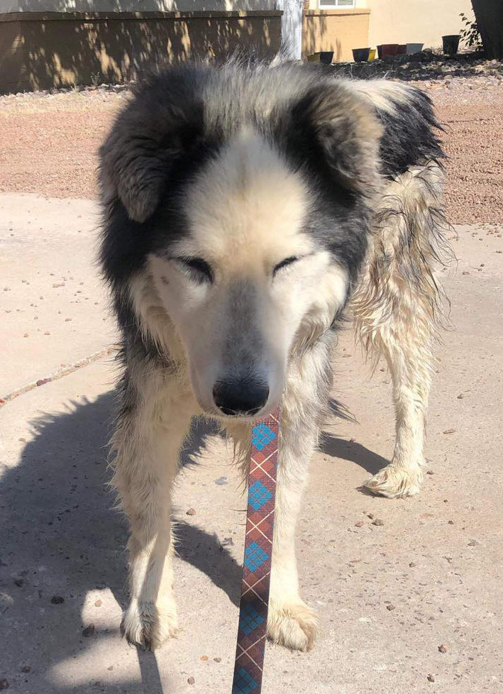 Dakota, an adoptable Siberian Husky in Cedar Crest, NM, 87008 | Photo Image 3