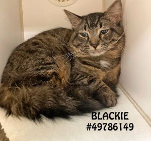 Blackie