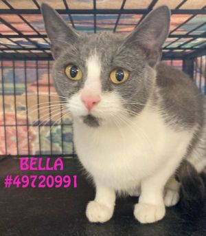 Bella